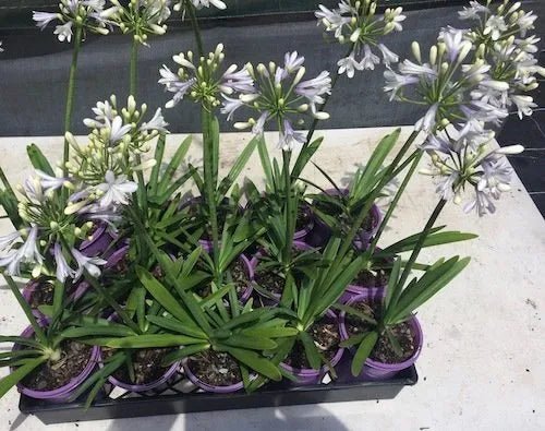Agapanthus Lilibet - Ladybird Nursery