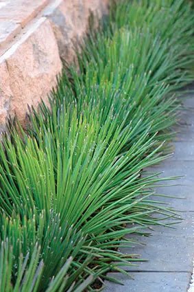 Twin Flowered Agave (Agave geminiflora) - Ladybird Nursery