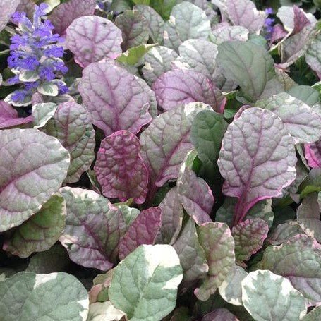 Ajuga 'Burgundy Lace' - Ladybird Nursery