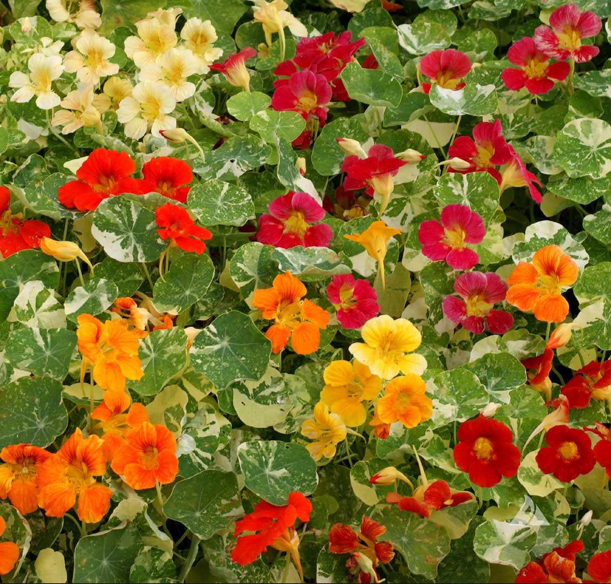 Nasturtium 'Alaska' (Tropaeolum majus)