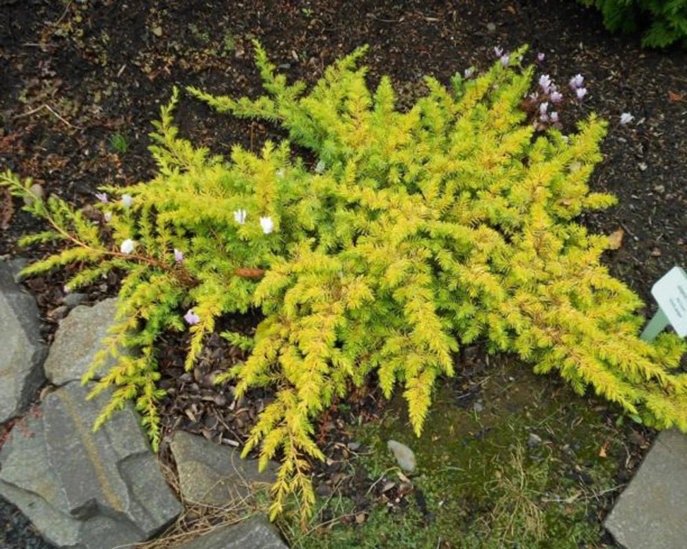 Shore Juniper All Gold (Juniperus conferta) - Ladybird Nursery