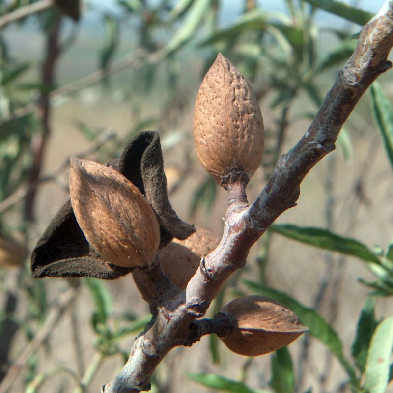 Almond 'Monterey' (Prunus dulcis) - Ladybird Nursery