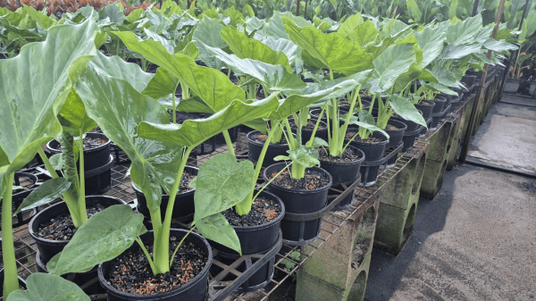 Giant Elephant Ear (Alocasia macrorrhizos) - Ladybird Nursery
