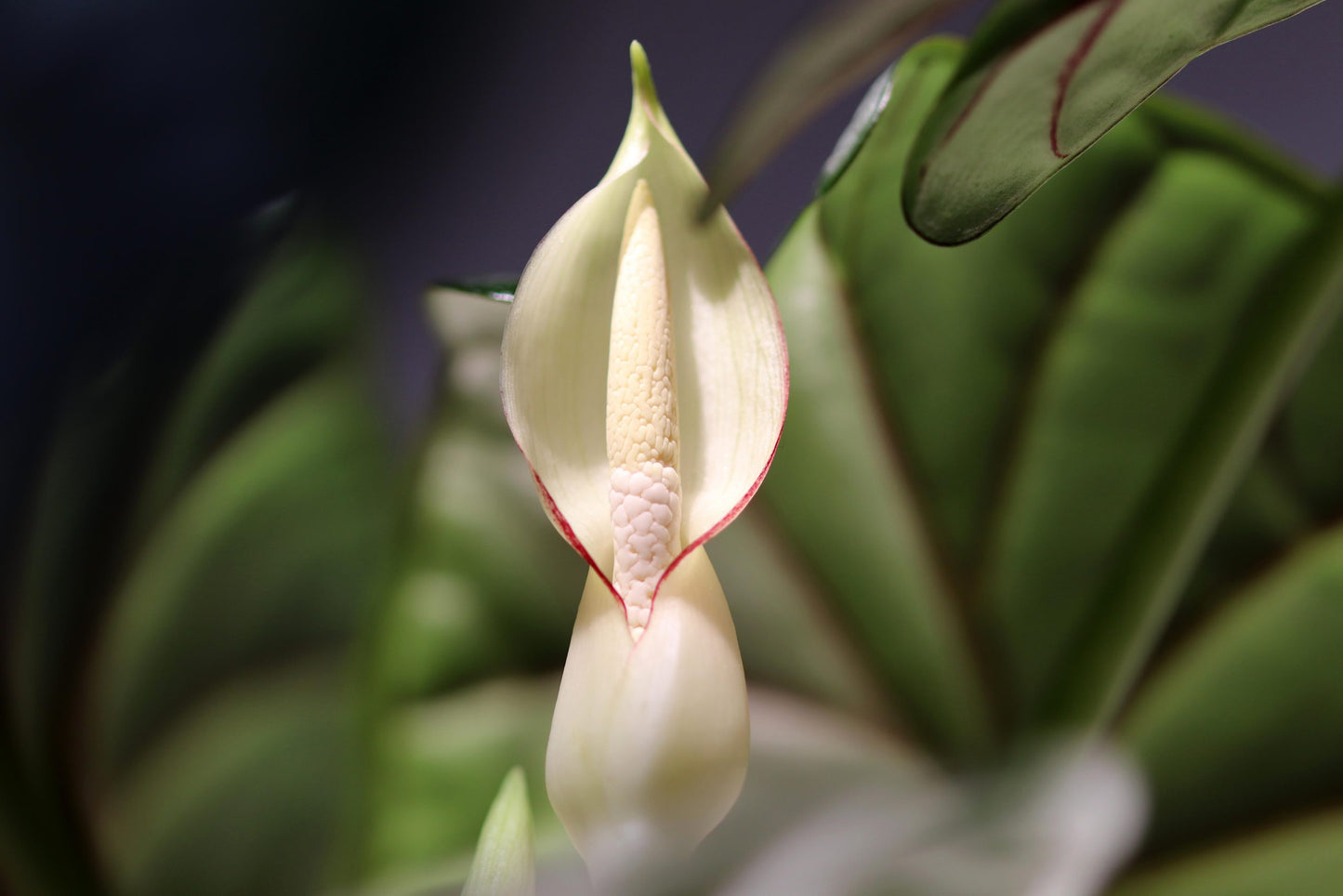 Alocasia ‘Silver Dragon’ (Alocasia baginda)
