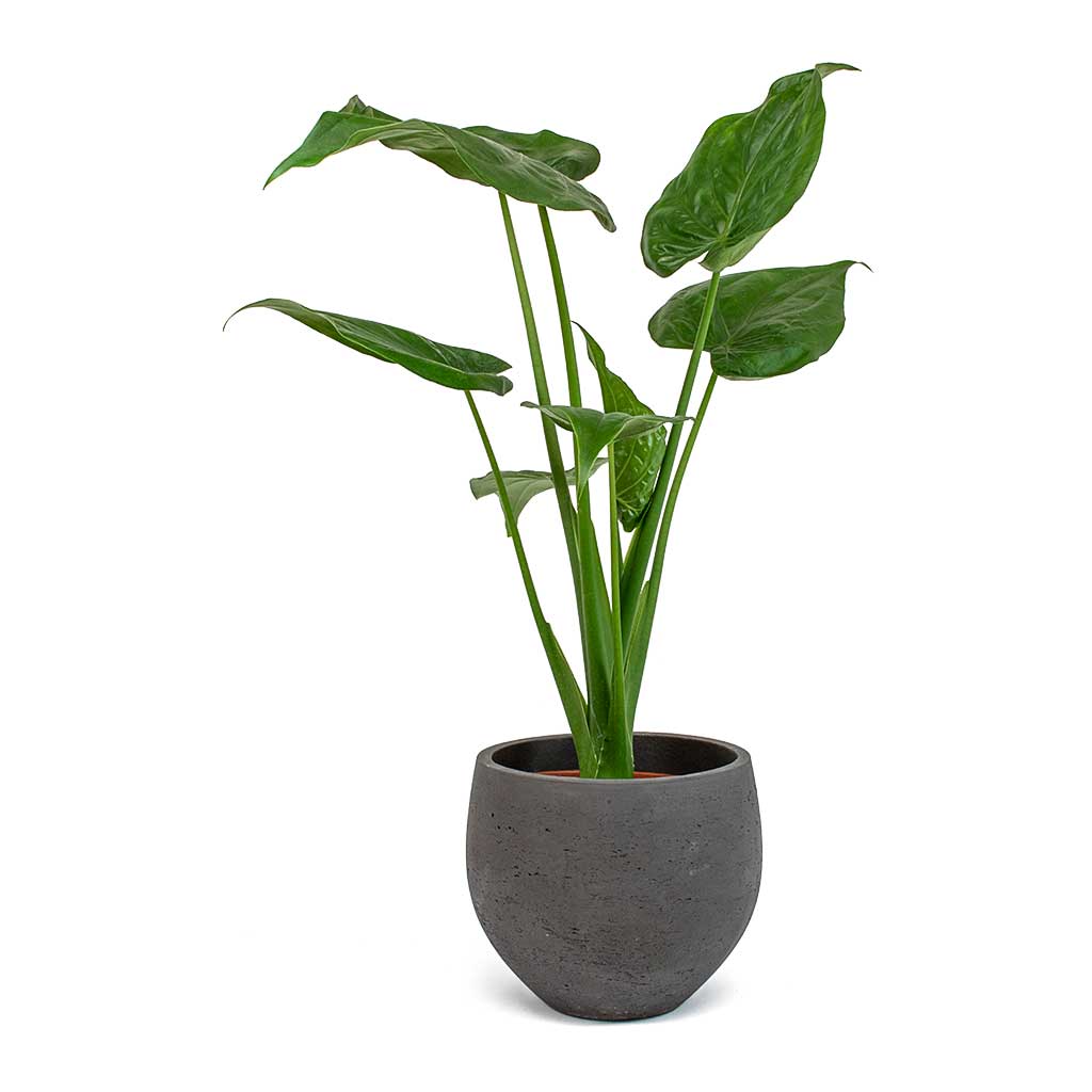 Hooded Dwarf Elephant Ear (Alocasia cucullata)