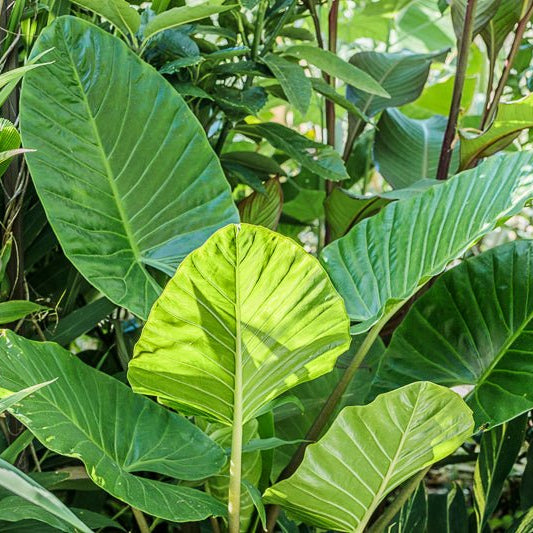 Native Elephant Ears (Alocasia brisbanensis Cunjevoi) - Large - Ladybird Nursery