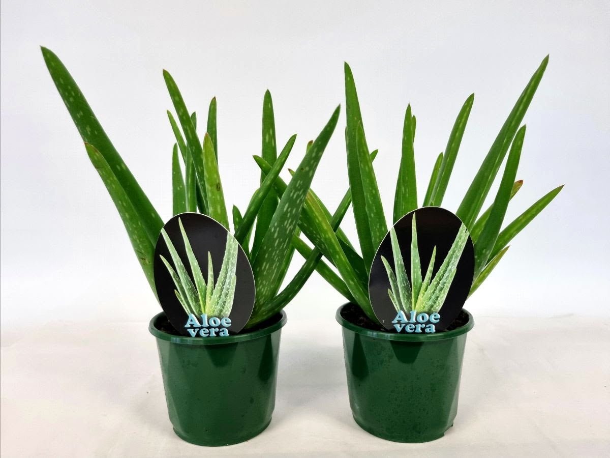 aloe vera plant for sale walmart Aloe Vera Plant – Buy Now! – Ladybird Nursery