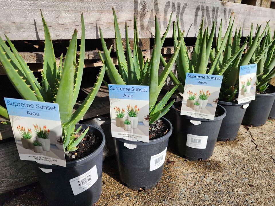 Aloe Vera Supreme Sunset - Ladybird Nursery