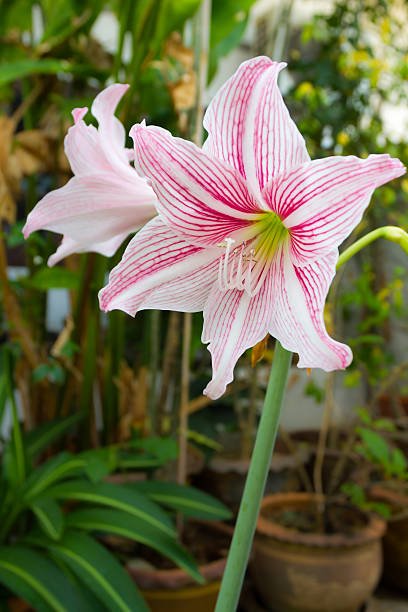 Amaryllis 'Pink and White' - Ladybird Nursery