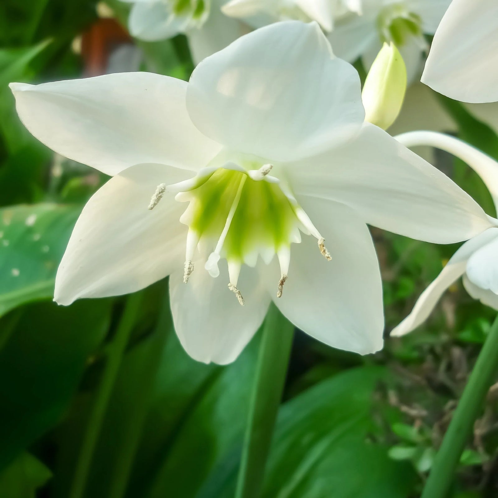 Amazon Lily (Eucharis grandiflora) - Ladybird Nursery