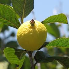Guava 'Amman' (Psidium guajava) 200mm Pot - Ladybird Nursery