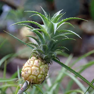 Dwarf Pineapple (Ananas)