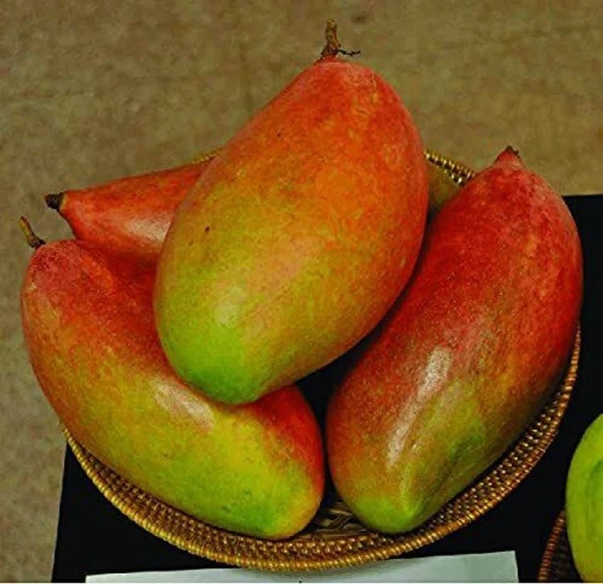 Mango Anderson - Ladybird Nursery