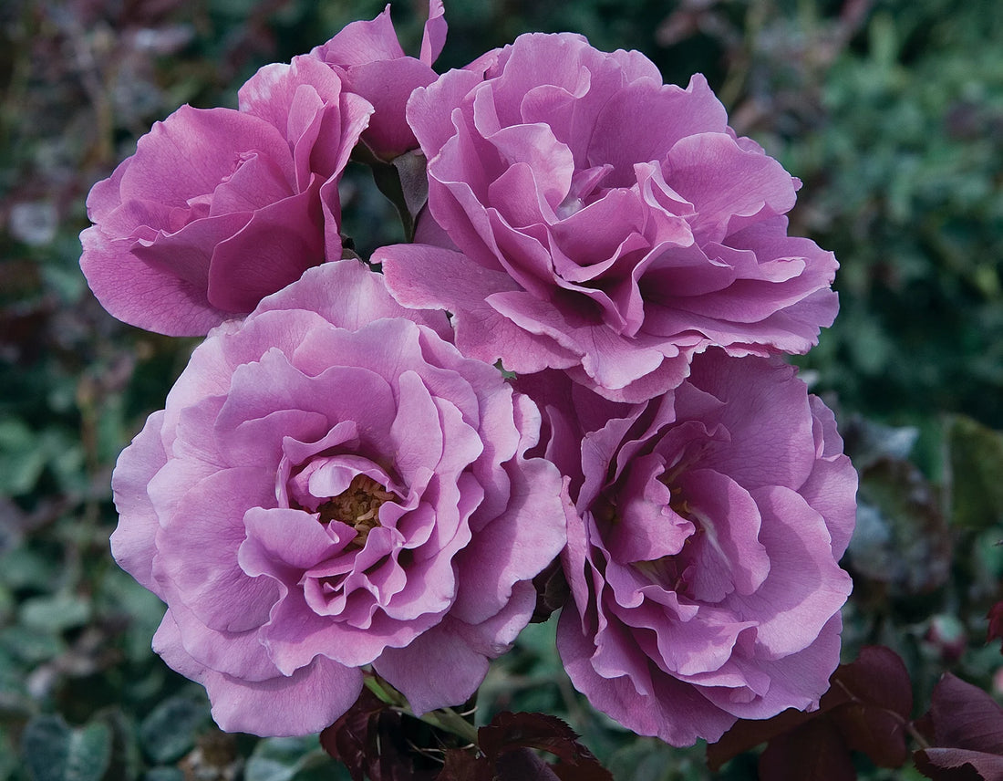 Rose Face (Rosa Angel) - Ladybird Nursery