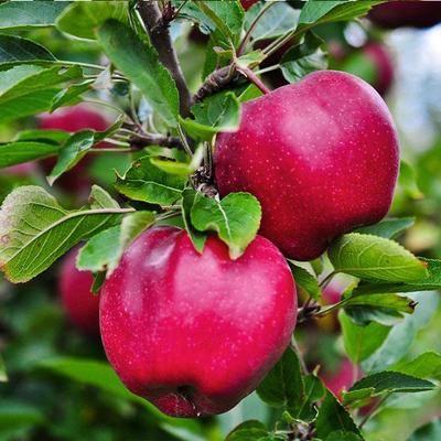 Dwarf Apple 'Red Delicious' (Medium Size) - Ladybird Nursery