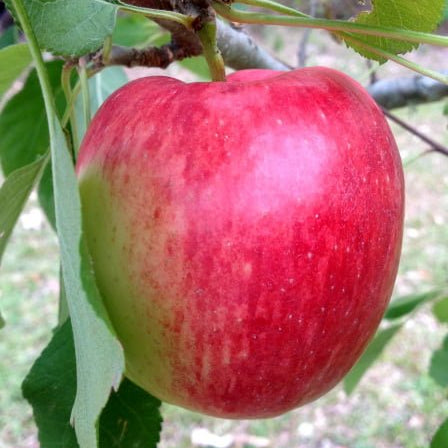 Apple 'Anna' - Ladybird Nursery