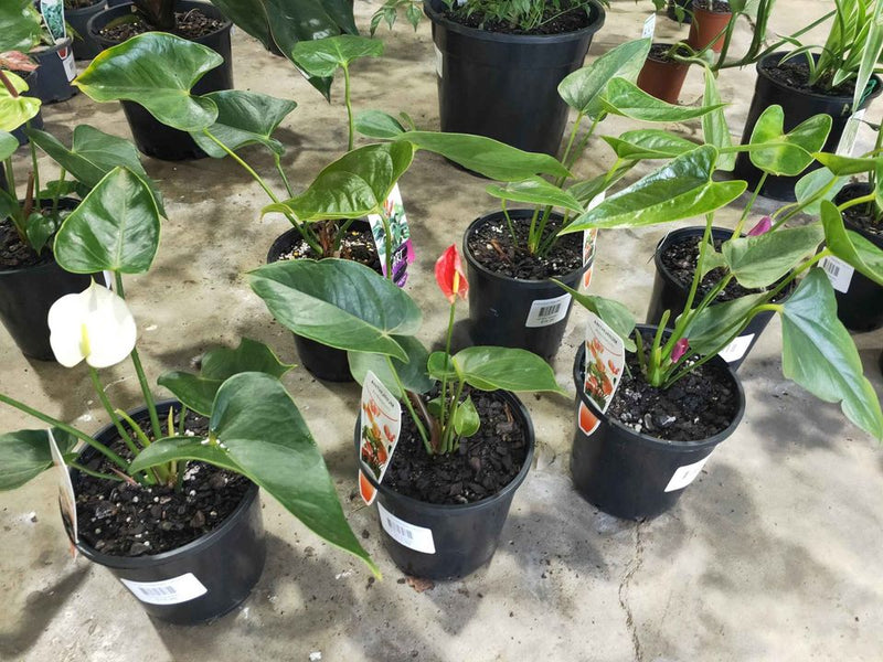 Anthuriums (various colours)