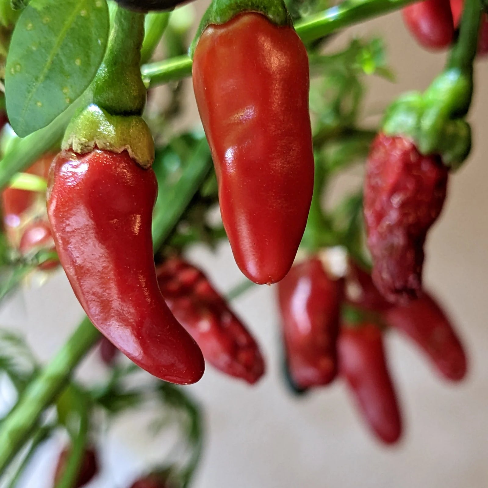 Apache Chilli - Ladybird Nursery