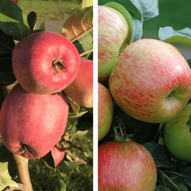 2 - Way Apple 'Anna + Tropic Sweet' - Ladybird Nursery