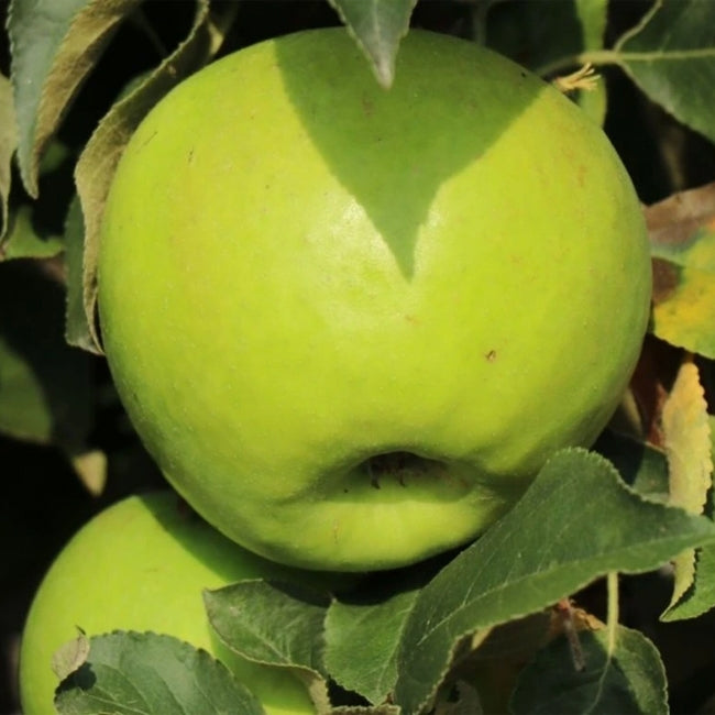 Apple Bolero Ballerina