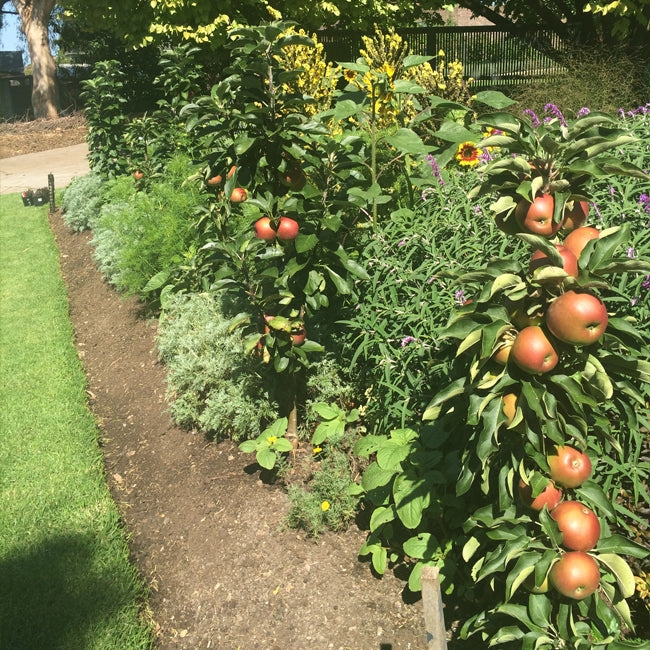 Apple Bolero Ballerina