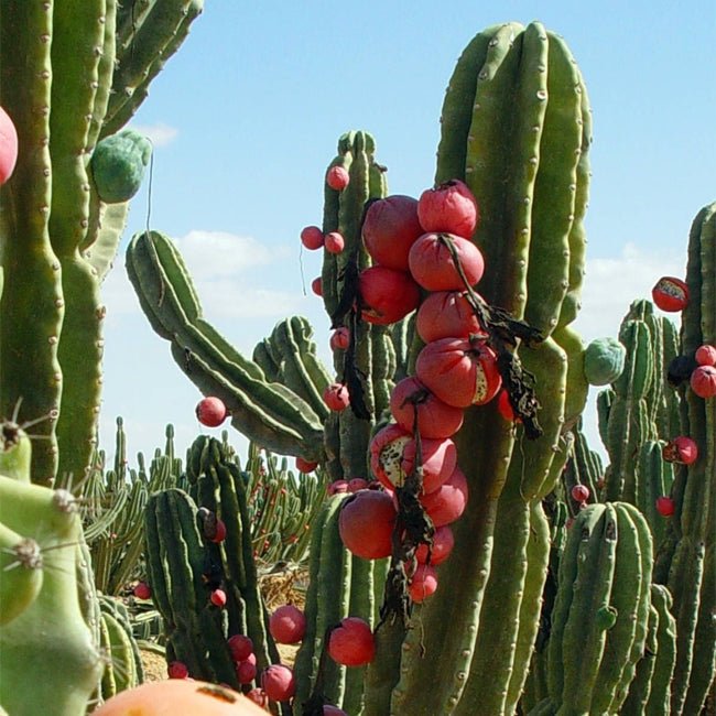 Apple Cactus Orange Fruit Tree – Buy Now! – Ladybird Nursery