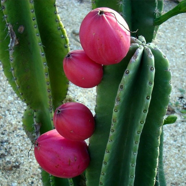 Apple Cactus Pink - Ladybird Nursery