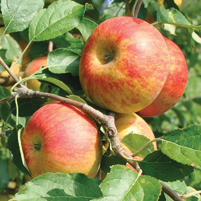 Apple Cox Orange Pippin - Ladybird Nursery