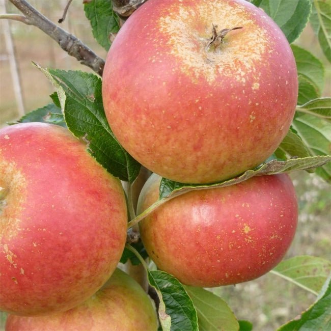 Apple Cox Orange Pippin - Ladybird Nursery