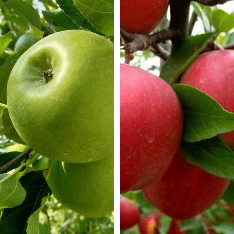2 - Way Apple 'Granny Smith + Red Delicious' - Ladybird Nursery