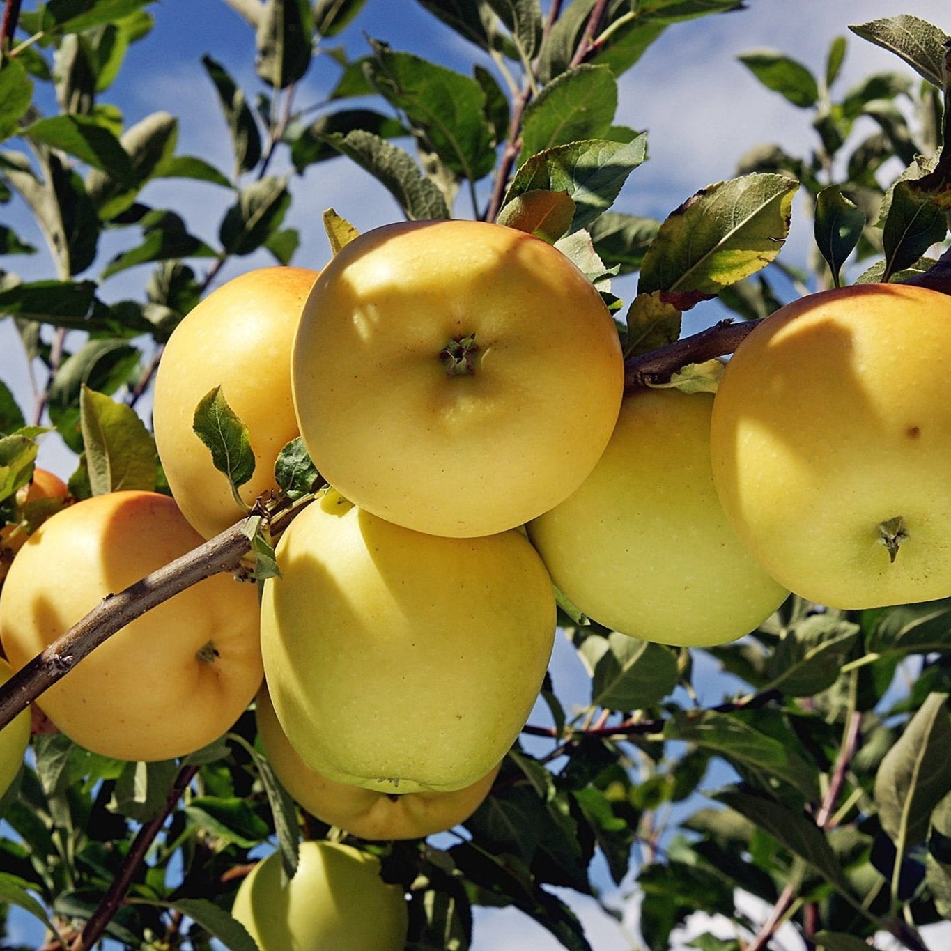 Golden Dorsett Apple - Ladybird Nursery
