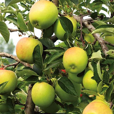 Dwarf Golden Dorsett Apple - Ladybird Nursery