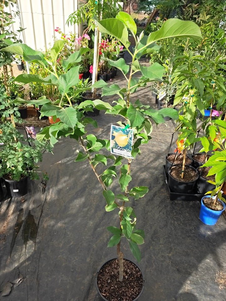 Golden Dorsett Apple - Ladybird Nursery