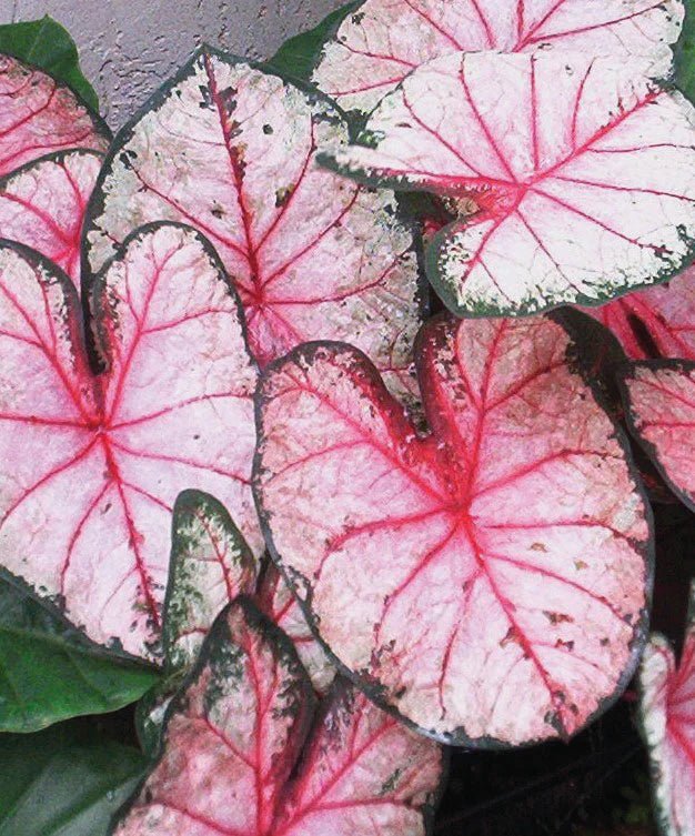 Caladium Apple Blossom (Caladium) - Ladybird Nursery