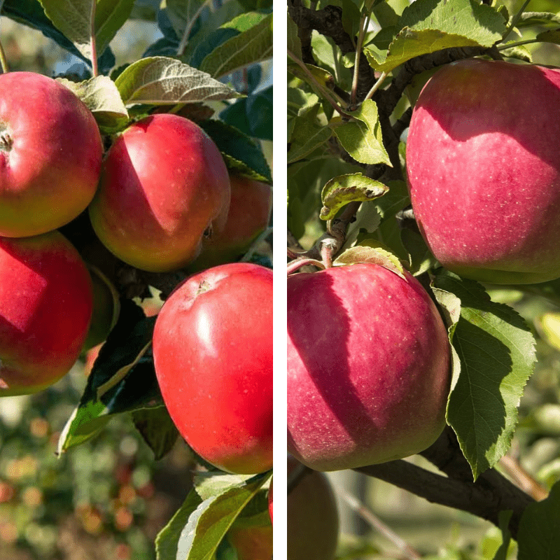 2 - Way Apple 'Gala + Pink Lady' - Ladybird Nursery