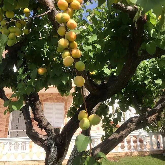 Apricot Sal - Ladybird Nursery