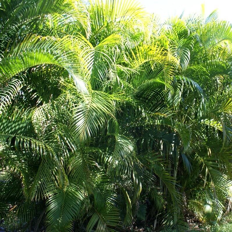 Areca Palm (Dypsis lutescens) - Ladybird Nursery