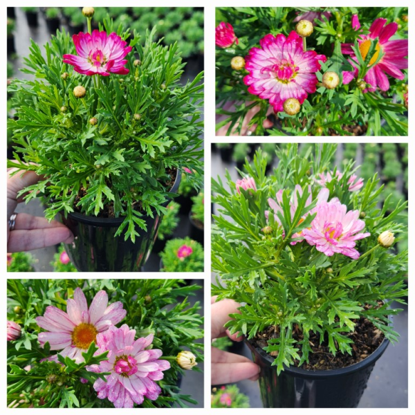 Daisy Bicolour Rose (Argyranthemum) - Ladybird Nursery