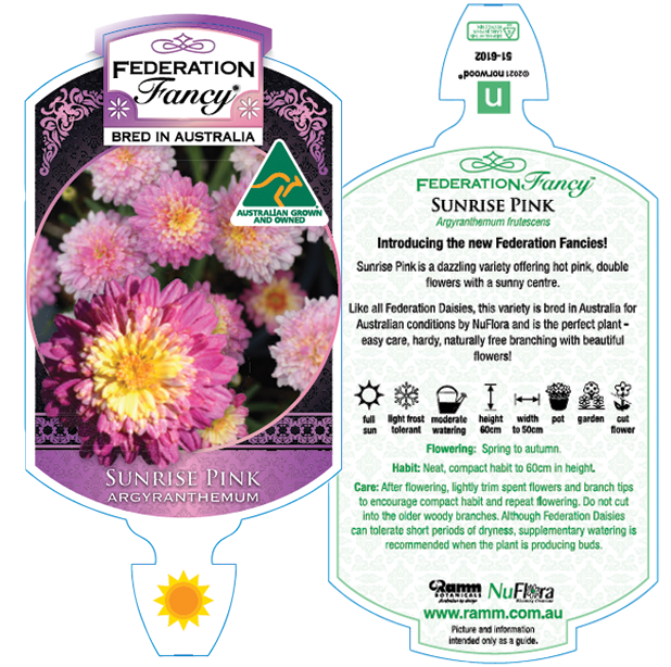 Argyranthemum Federation Fancy 'Sunrise Pink' - Ladybird Nursery