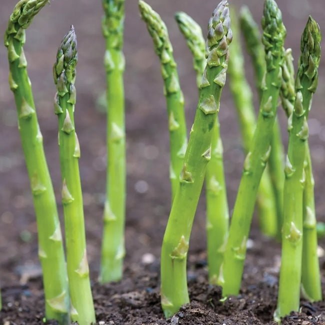 Asparagus (small) (PICK UP ONLY) - Ladybird Nursery