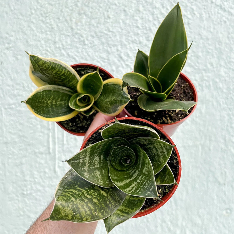 Assorted Snake Plant (Sansevieria spp.)