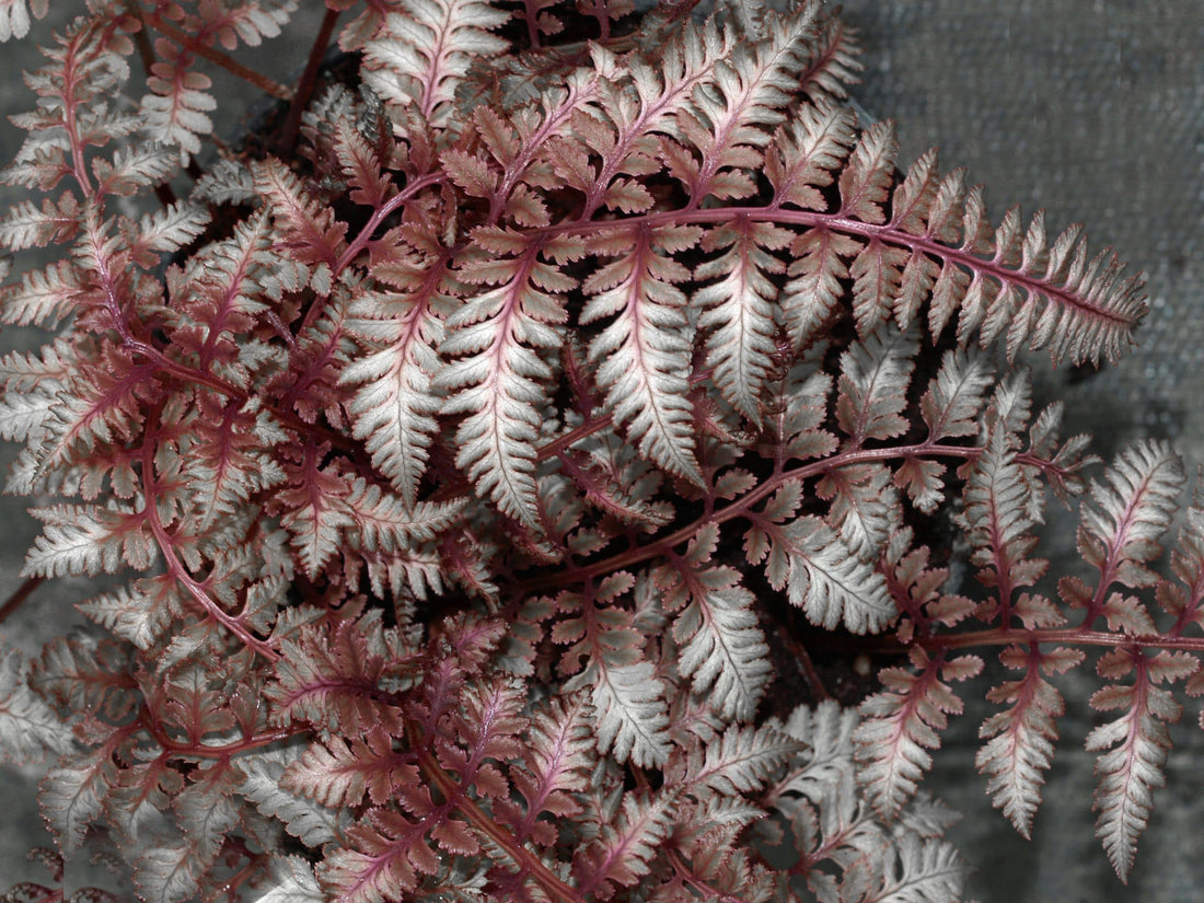 Burgundy Lace Fern var. pictum (Athyrium niponicum) - Ladybird Nursery