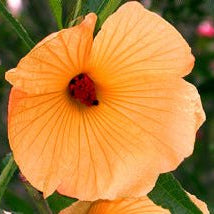 Native Hibiscus 'Aussie Apricot' - Ladybird Nursery