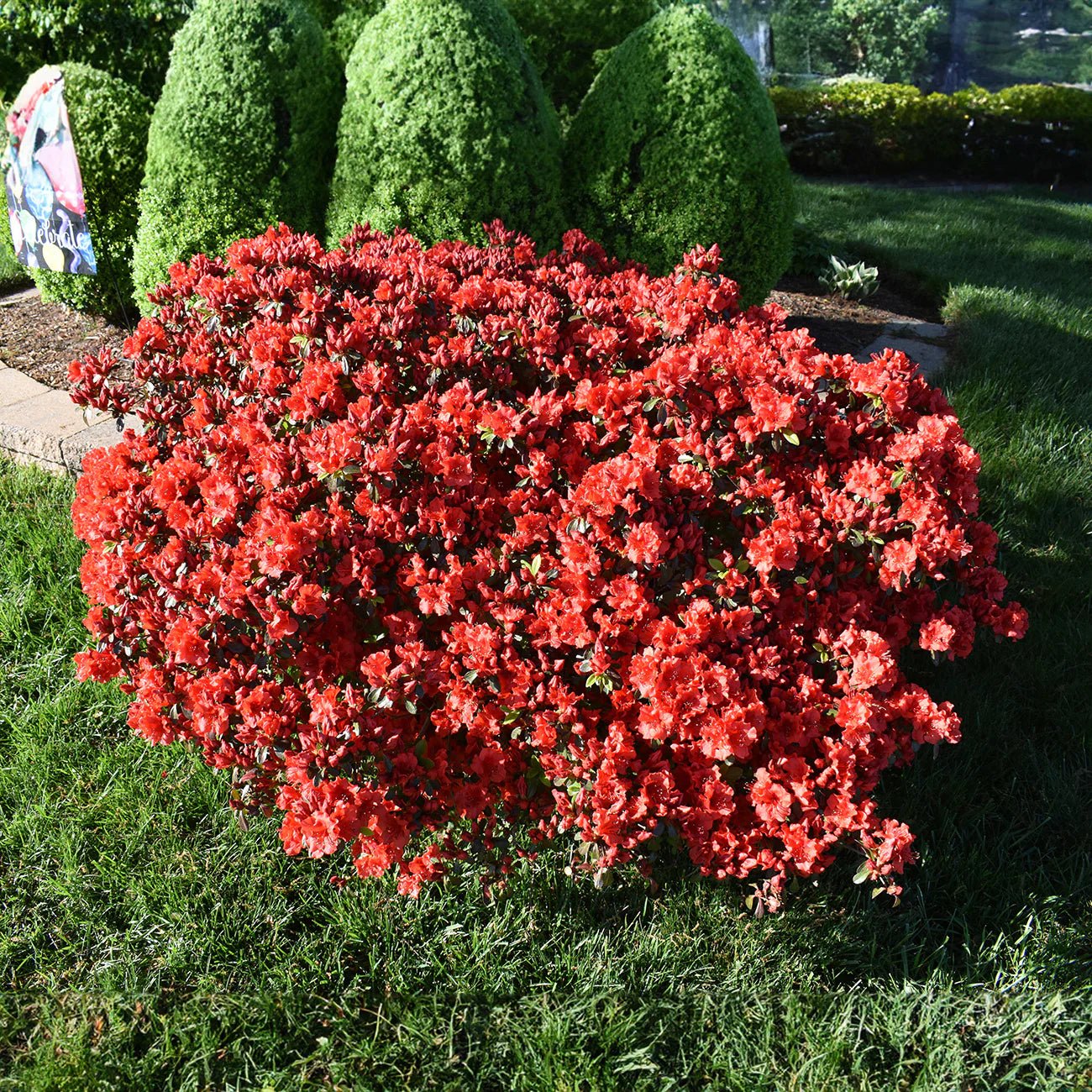 Azalea ENCORE AUTUMN Jewel™ - Ladybird Nursery