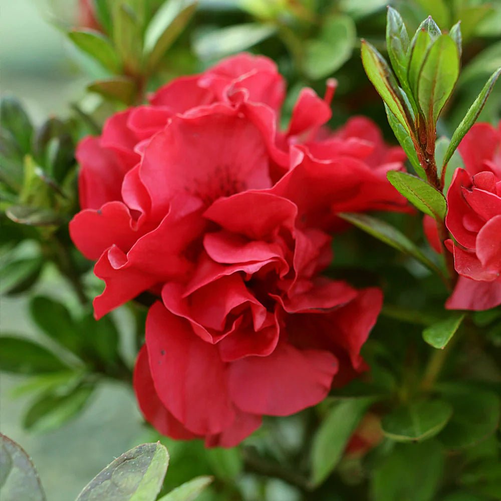 Azalea ENCORE AUTUMN FIRE™ - Ladybird Nursery
