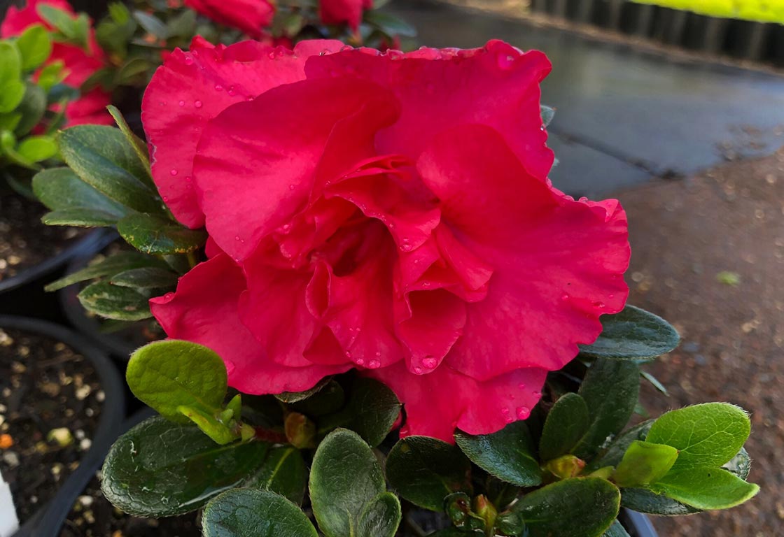 Azalea Charlie - Ladybird Nursery