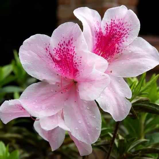 Azalea 'Alphonse Anderson' - Ladybird Nursery