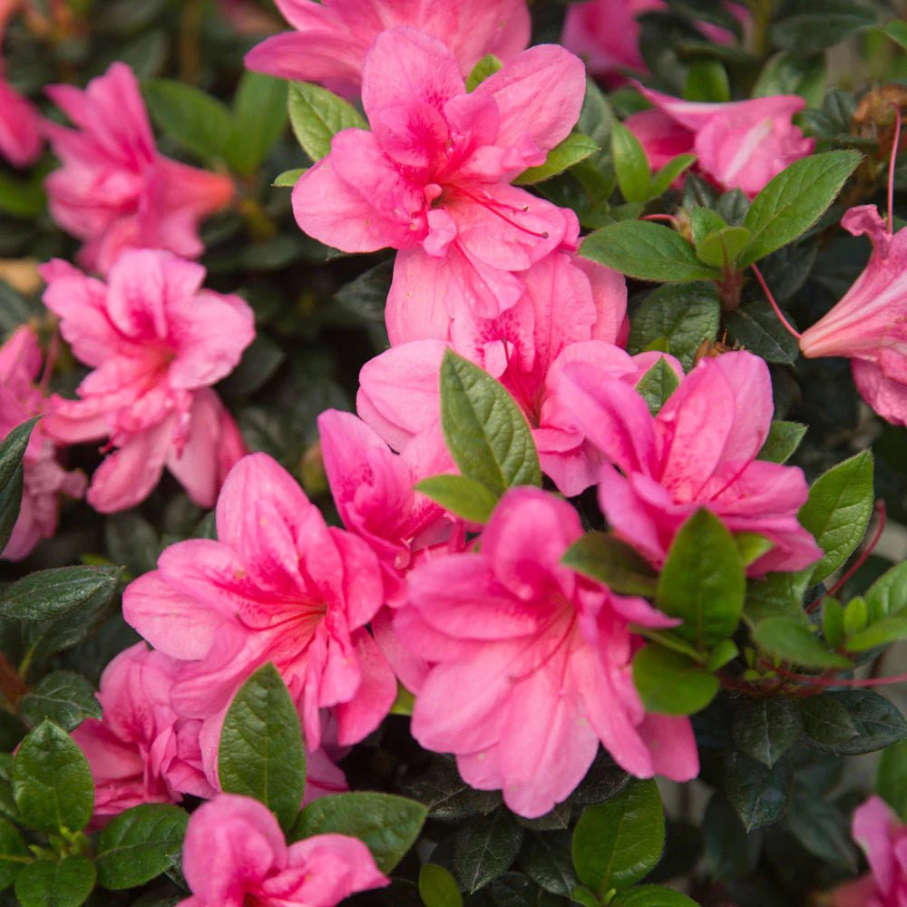 Azalea ENCORE AUTUMN CARNIVALE™ - Ladybird Nursery