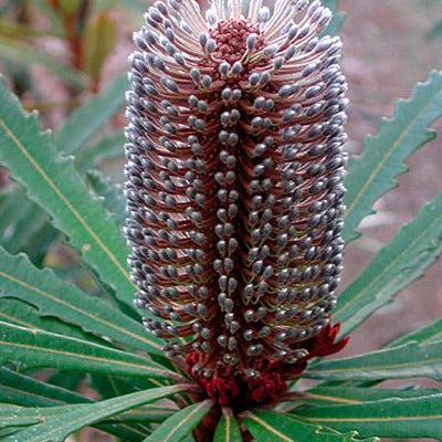 Hinchenbrook Banksia (Banksia plagiocarpa) - Ladybird Nursery