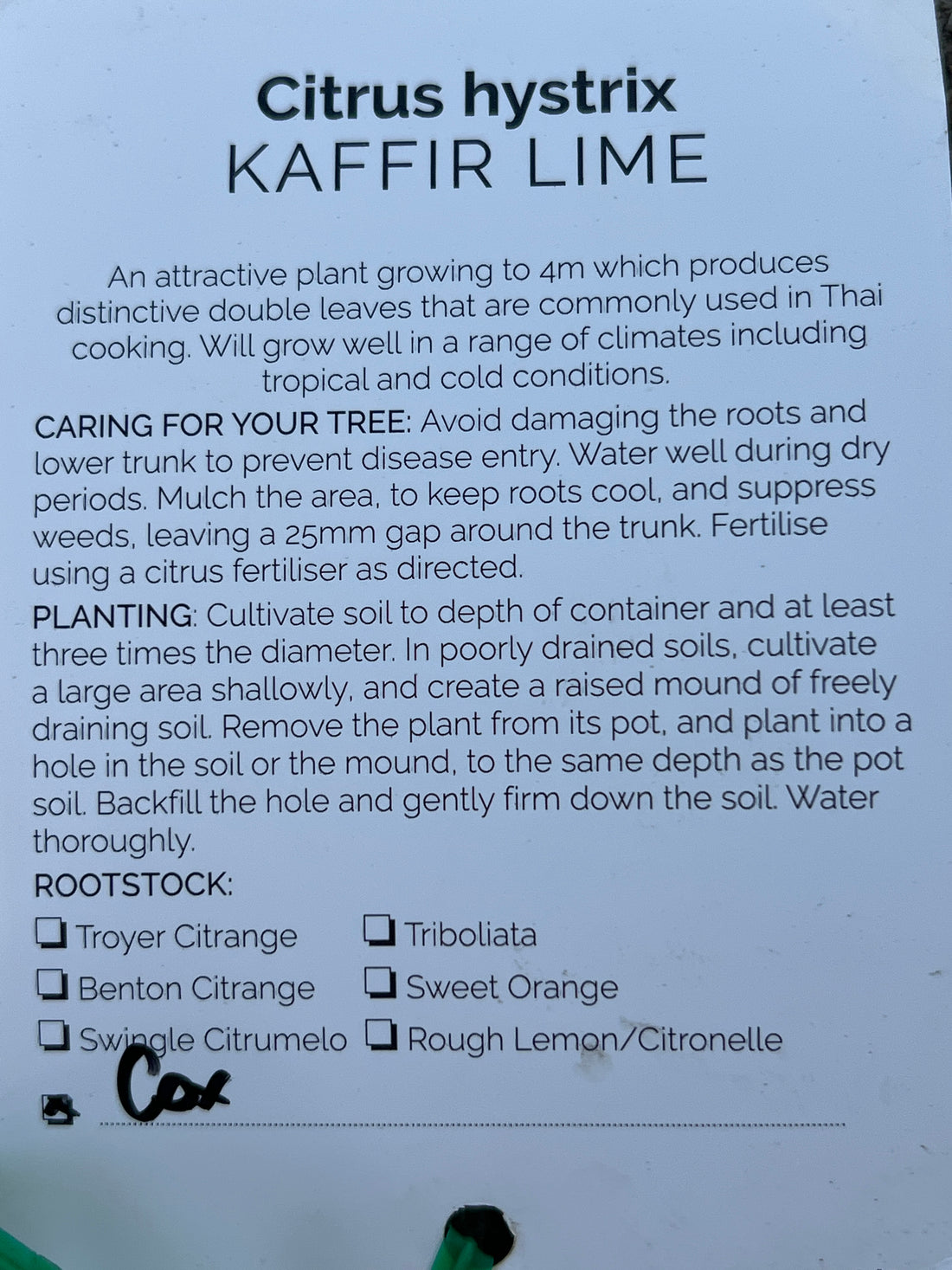 Lime 'Kaffir' - Jumbo (Pickup Only)